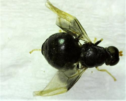 Pachygaster atra